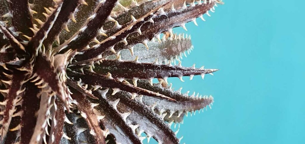 Dyckia