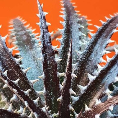 Dyckia hybrid Brittle star