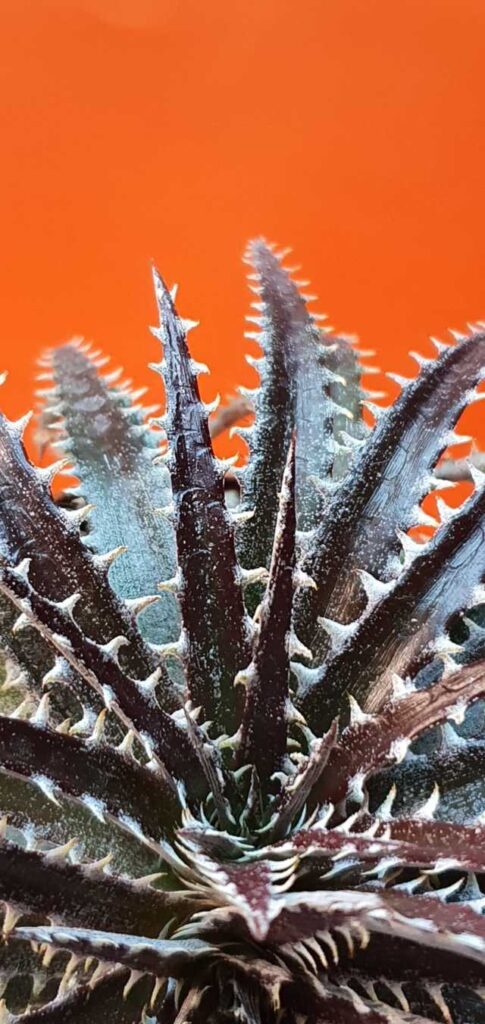 Dyckia hybrid Brittle star