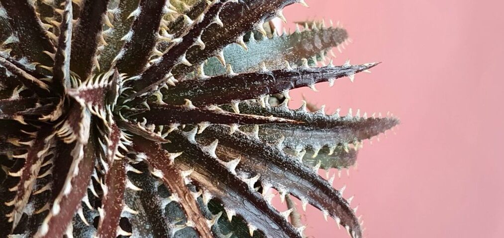 Dyckia