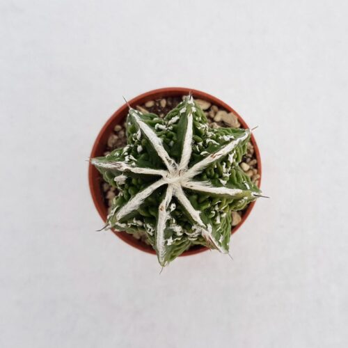 Astrophytum ornatum hannya hybrid vaso 5,5 02A