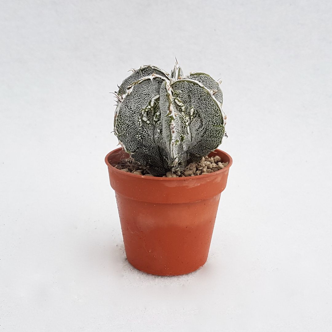 Astrophytum ornatum hannya hybrid vaso 5,5 08A