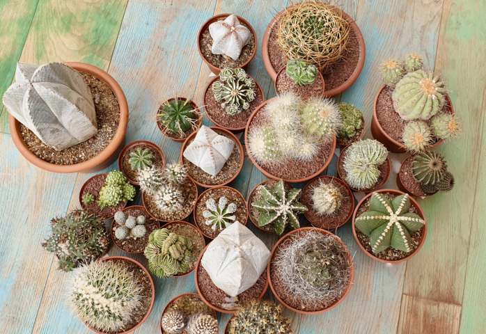 Astrophytum