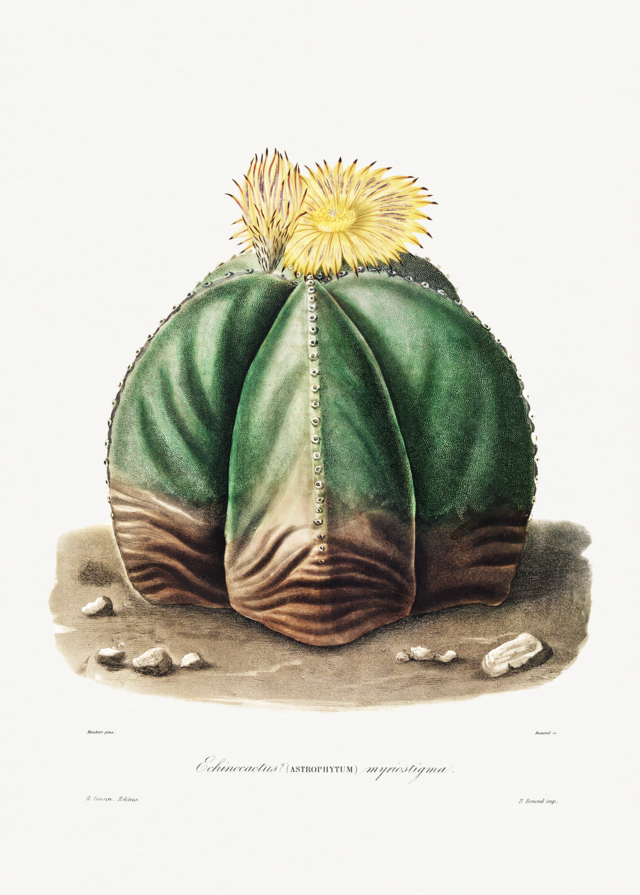 Astrophytum
