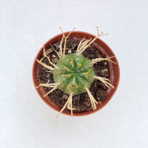 Euphorbia valida 64C (rarità)