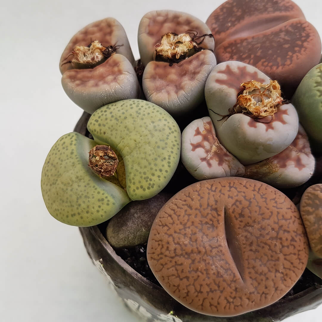 Lithops Bijoux Beauty