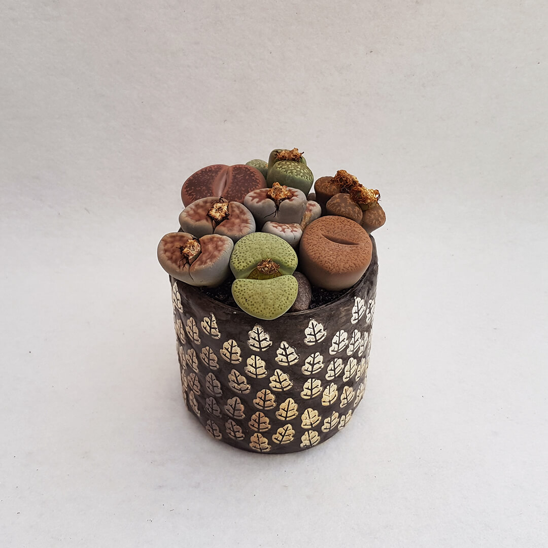 Lithops Bijoux Beauty