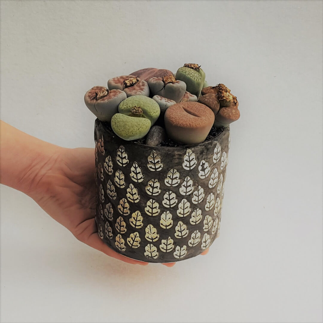 Lithops Bijoux Beauty
