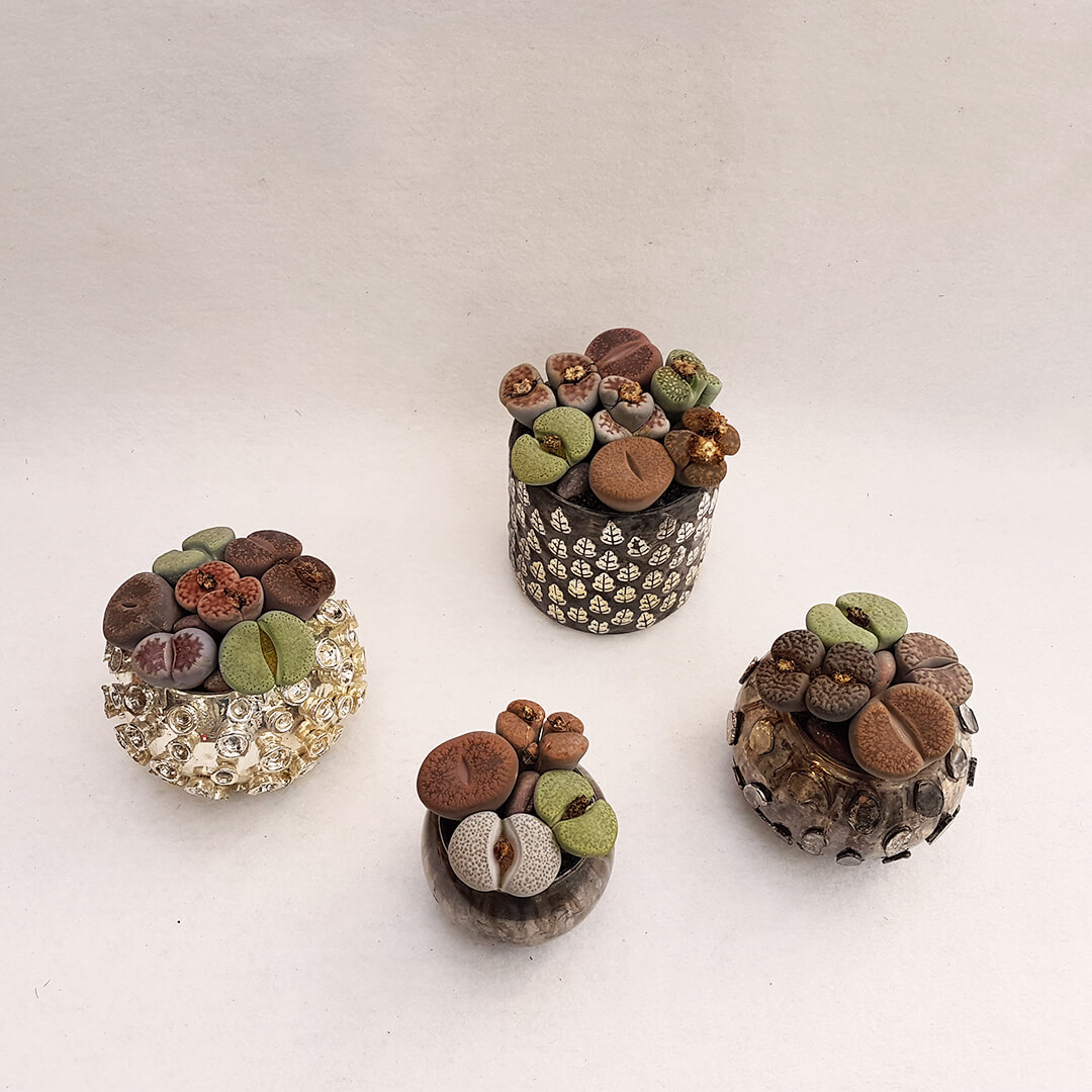 Lithops Bijoux Collection