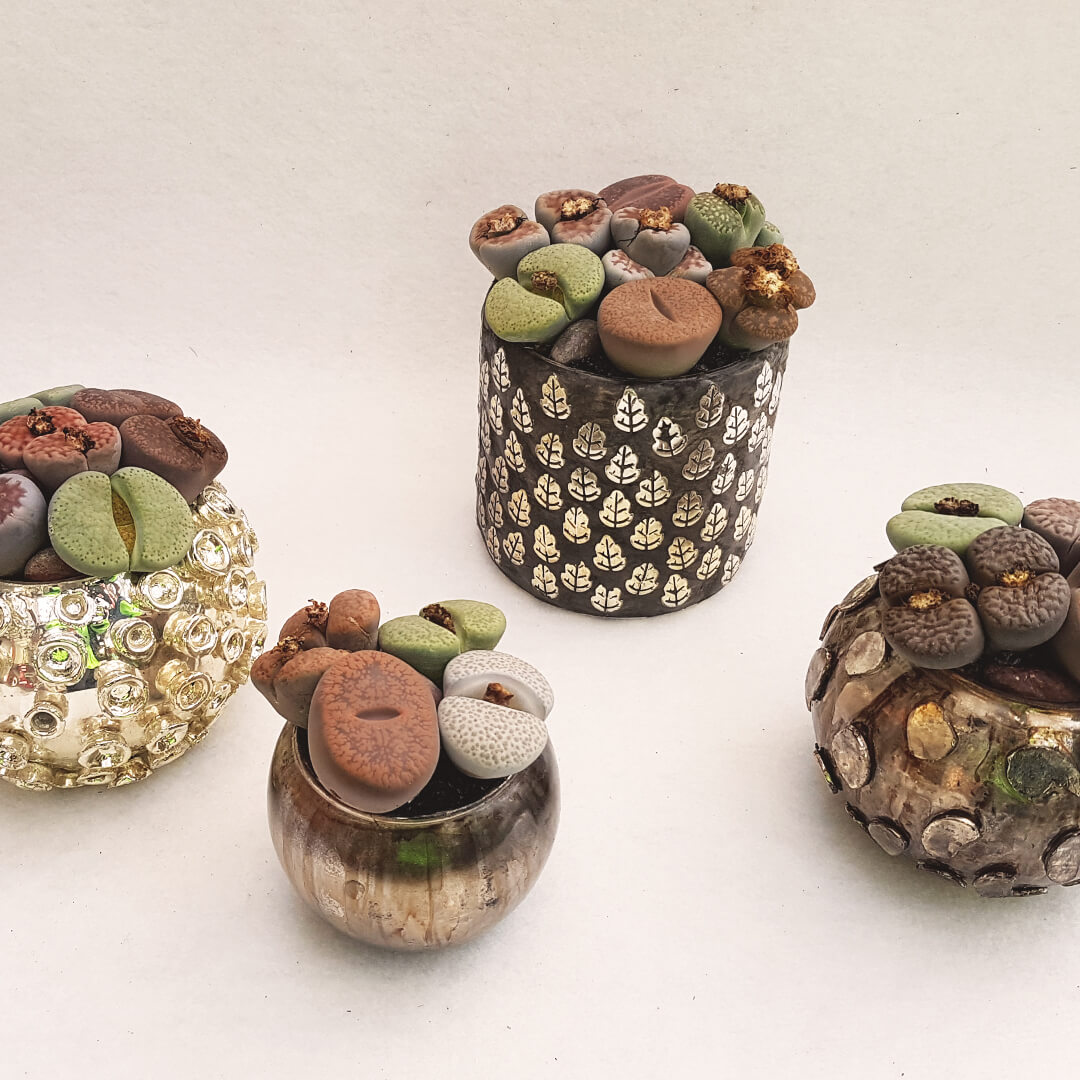 Lithops Bijoux Collection