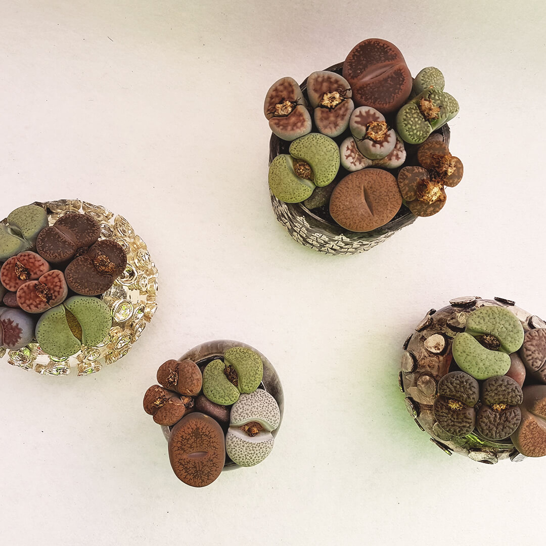 Lithops Bijoux Collection