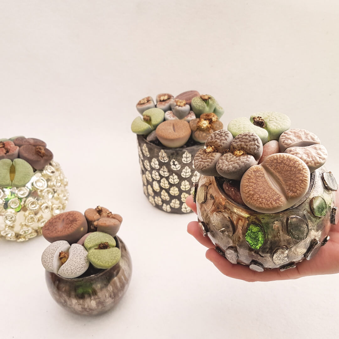 Lithops Bijoux Collection