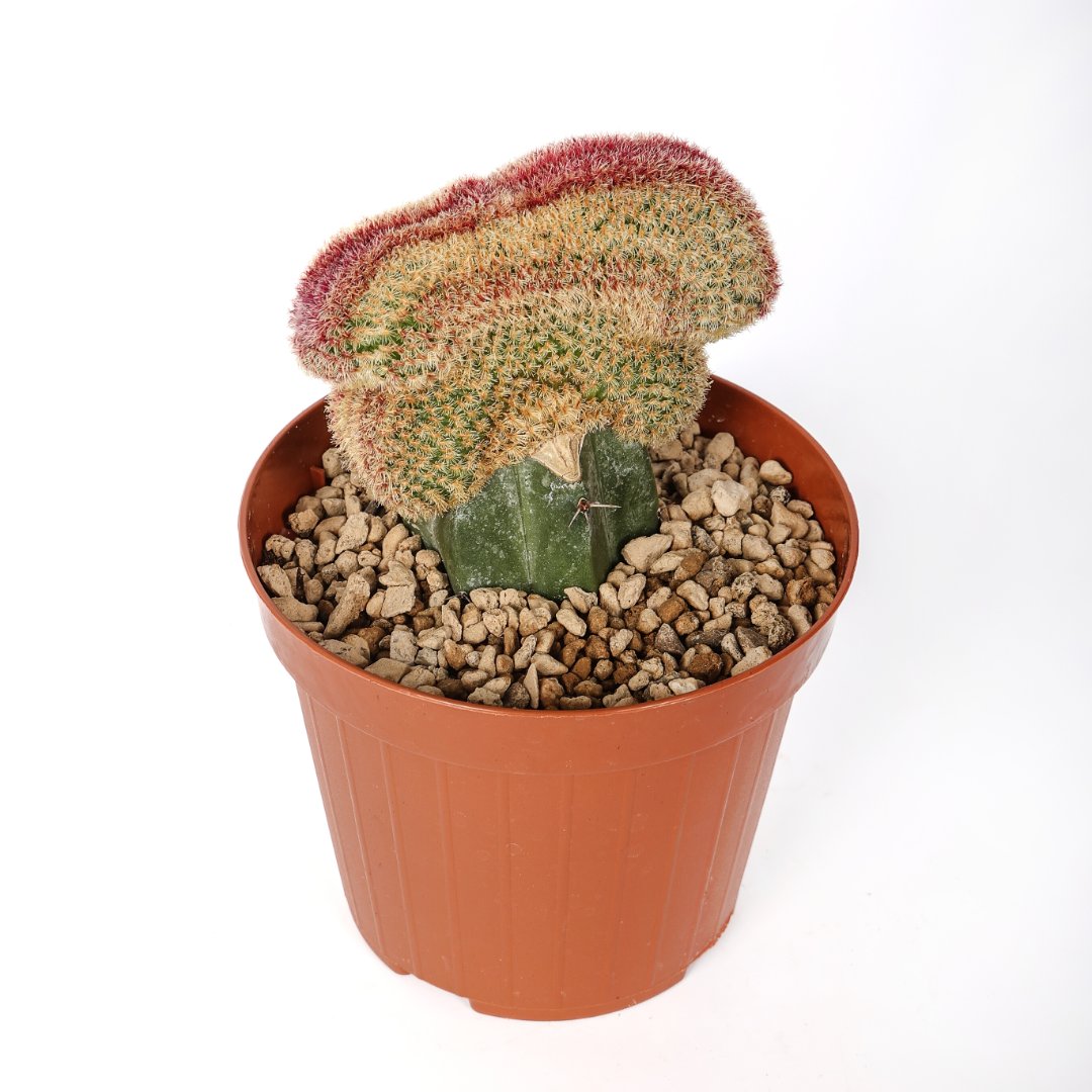 Echinocereus rigidissimus rubrispinus crestato Ø 12 cm - immagine 3