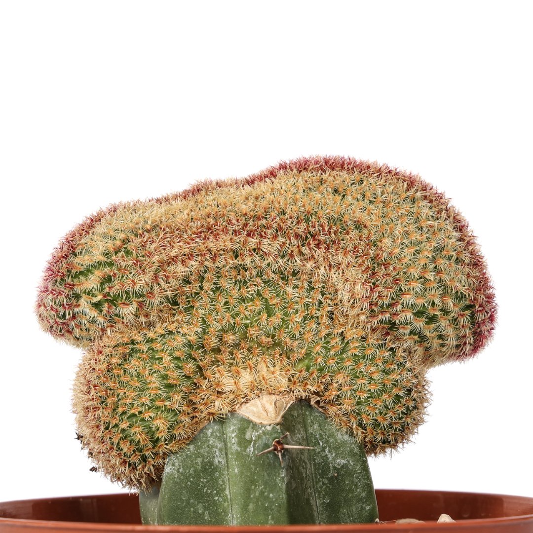 Echinocereus rigidissimus rubrispinus crestato Ø 12 cm - immagine 2