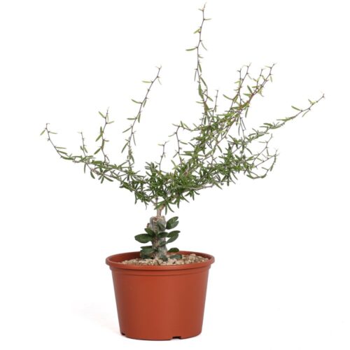 Alluaudiopsis marnieriana Ø 14 cm