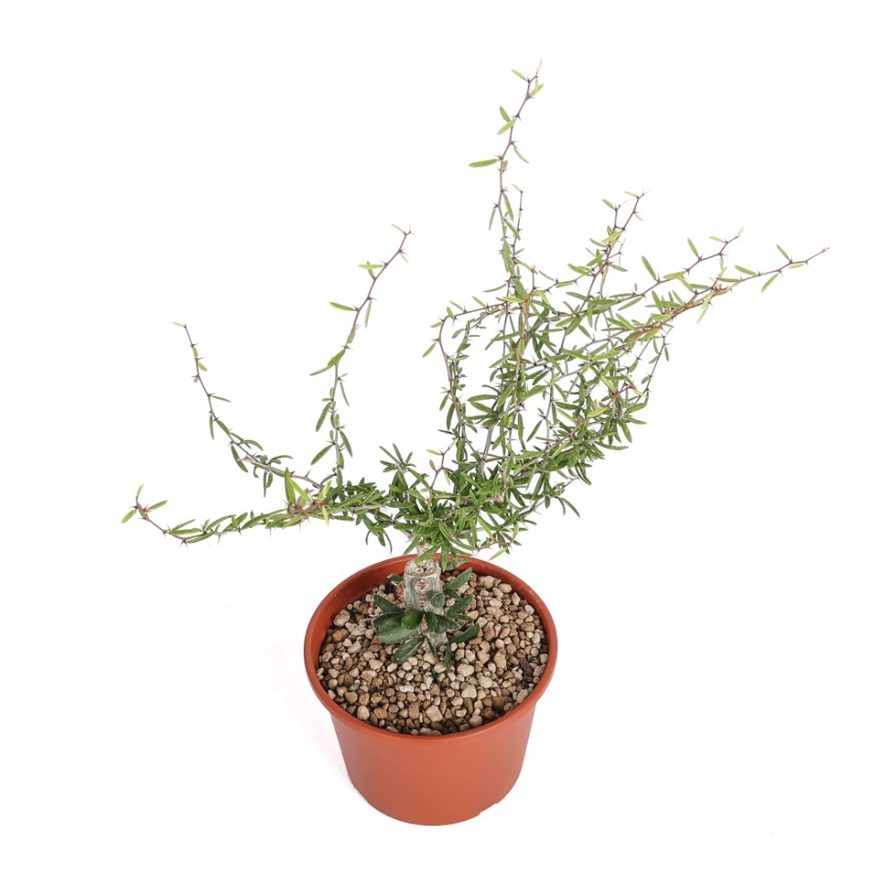 Alluaudiopsis marnieriana Ø 14 cm