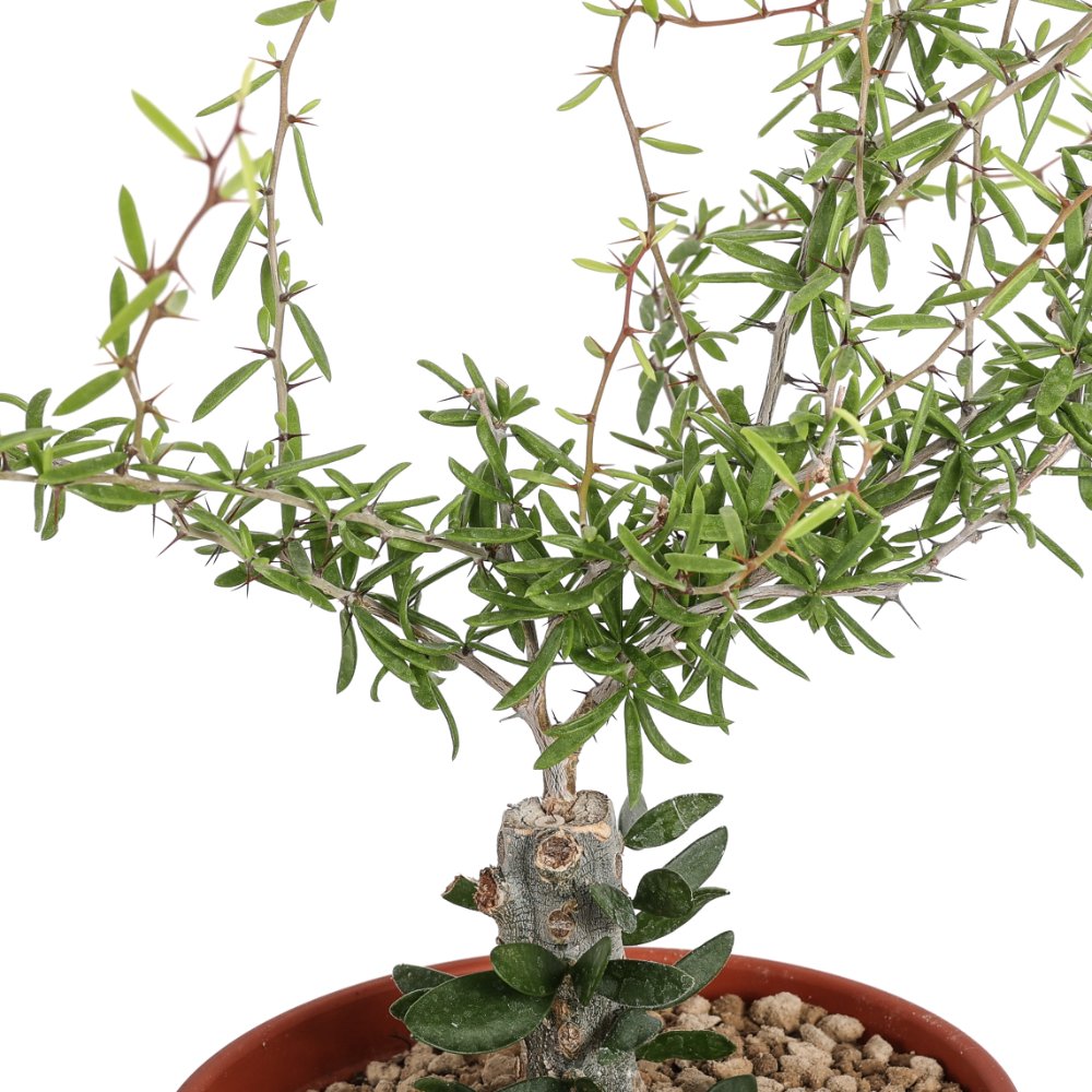 Alluaudiopsis marnieriana Ø 14 cm