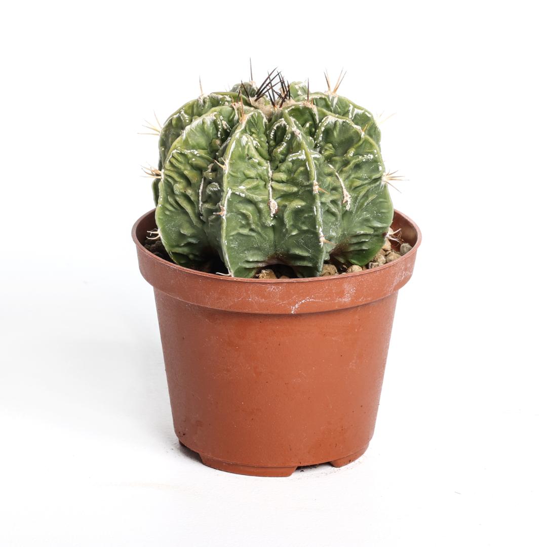 Astrophytum ornatum fukuryu hybrid Ø 10,5 cm