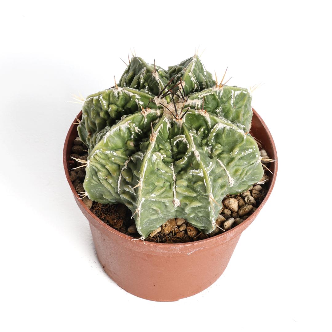 Astrophytum ornatum fukuryu hybrid Ø 10,5 cm