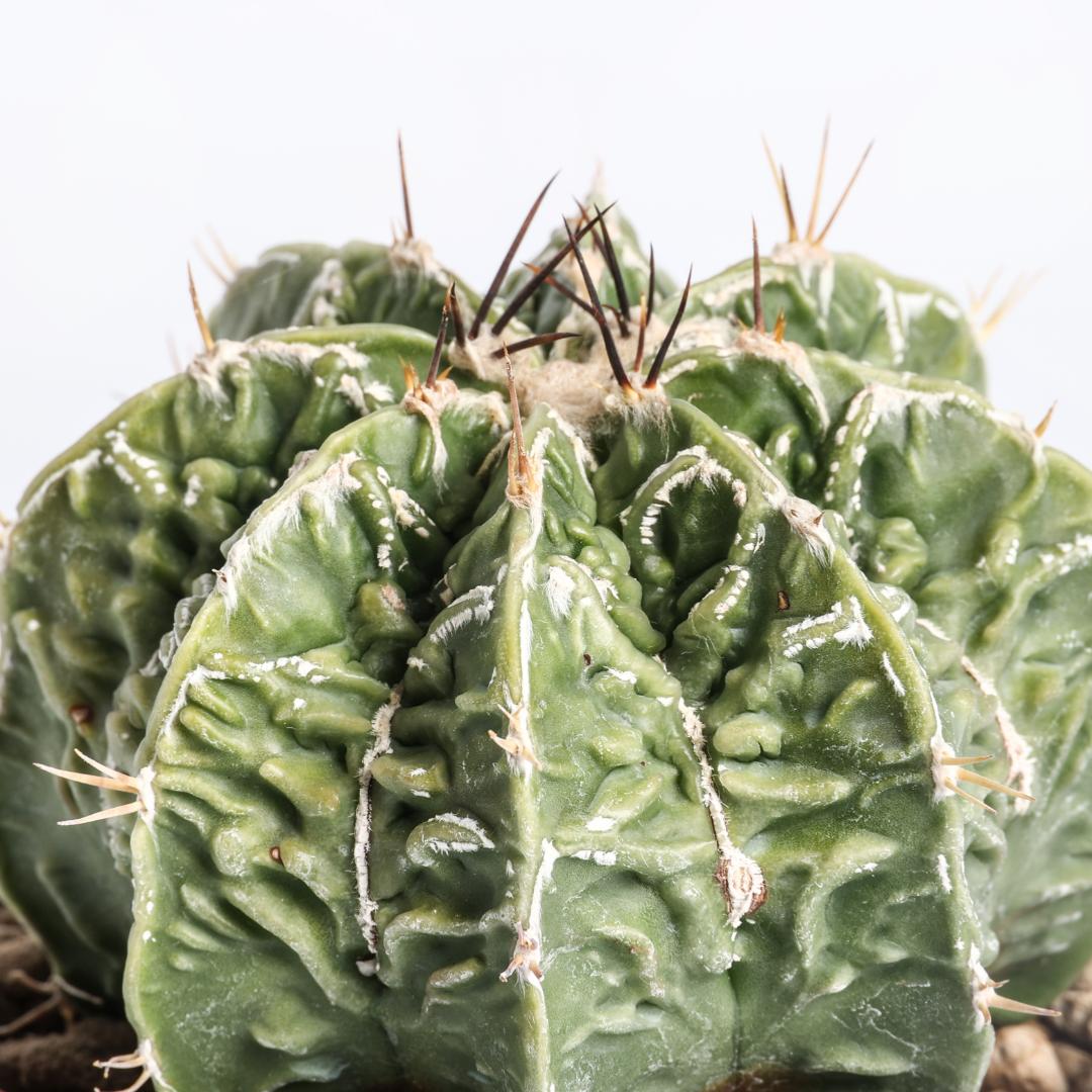 Astrophytum ornatum fukuryu hybrid Ø 10,5 cm