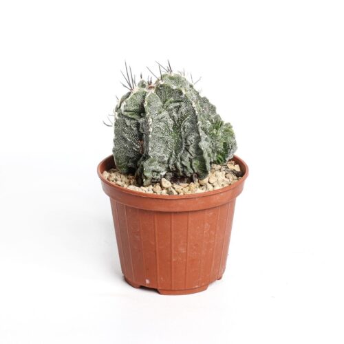 Astrophytum ornatum fukuryu hybrid Ø 10,5 cm