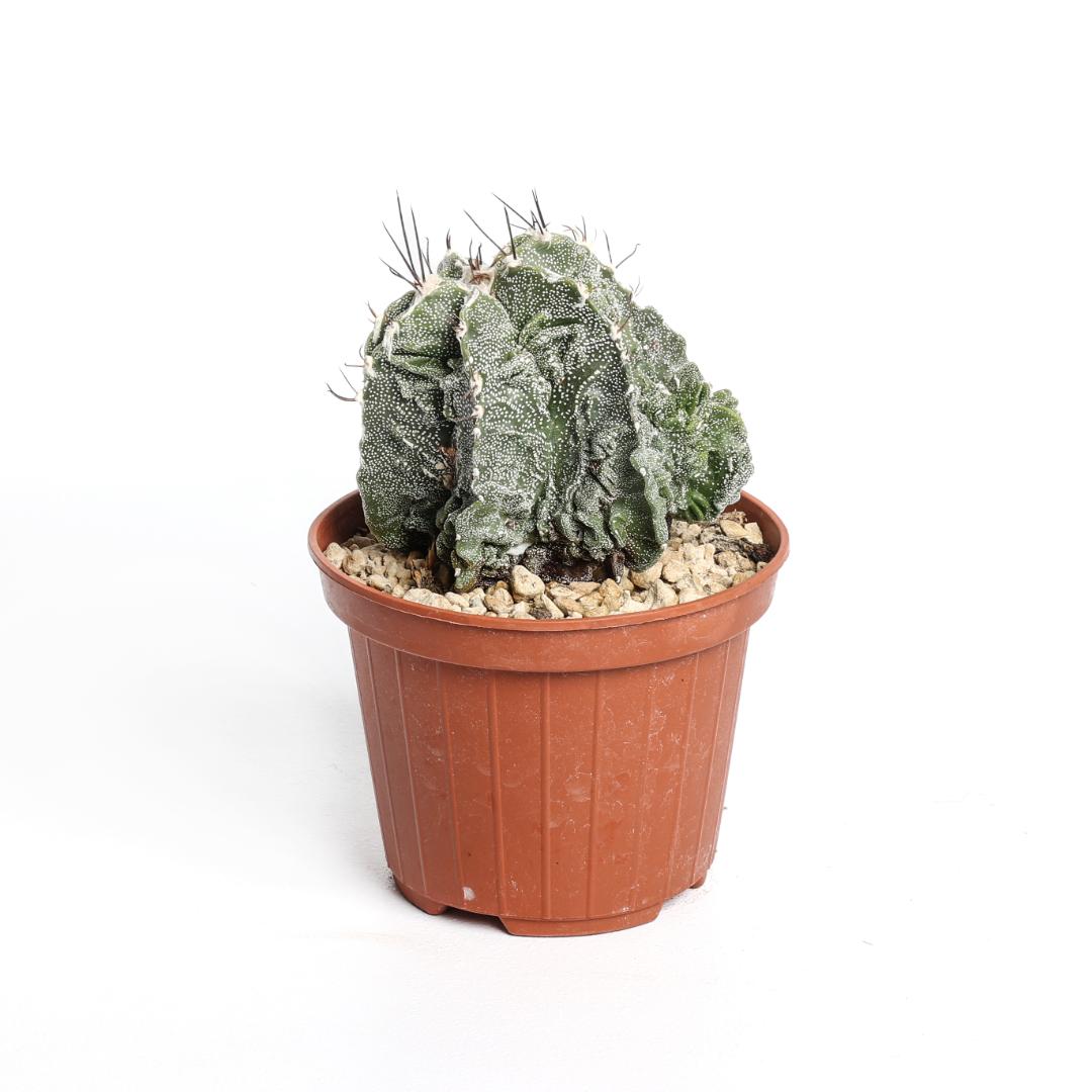 Astrophytum ornatum fukuryu hybrid Ø 10,5 cm