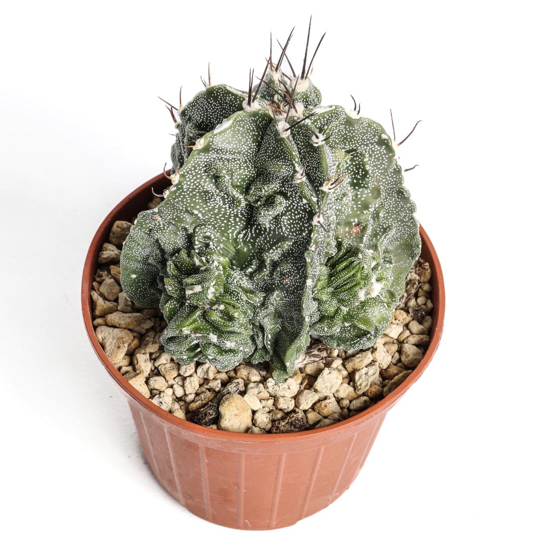 Astrophytum ornatum fukuryu hybrid Ø 10,5 cm
