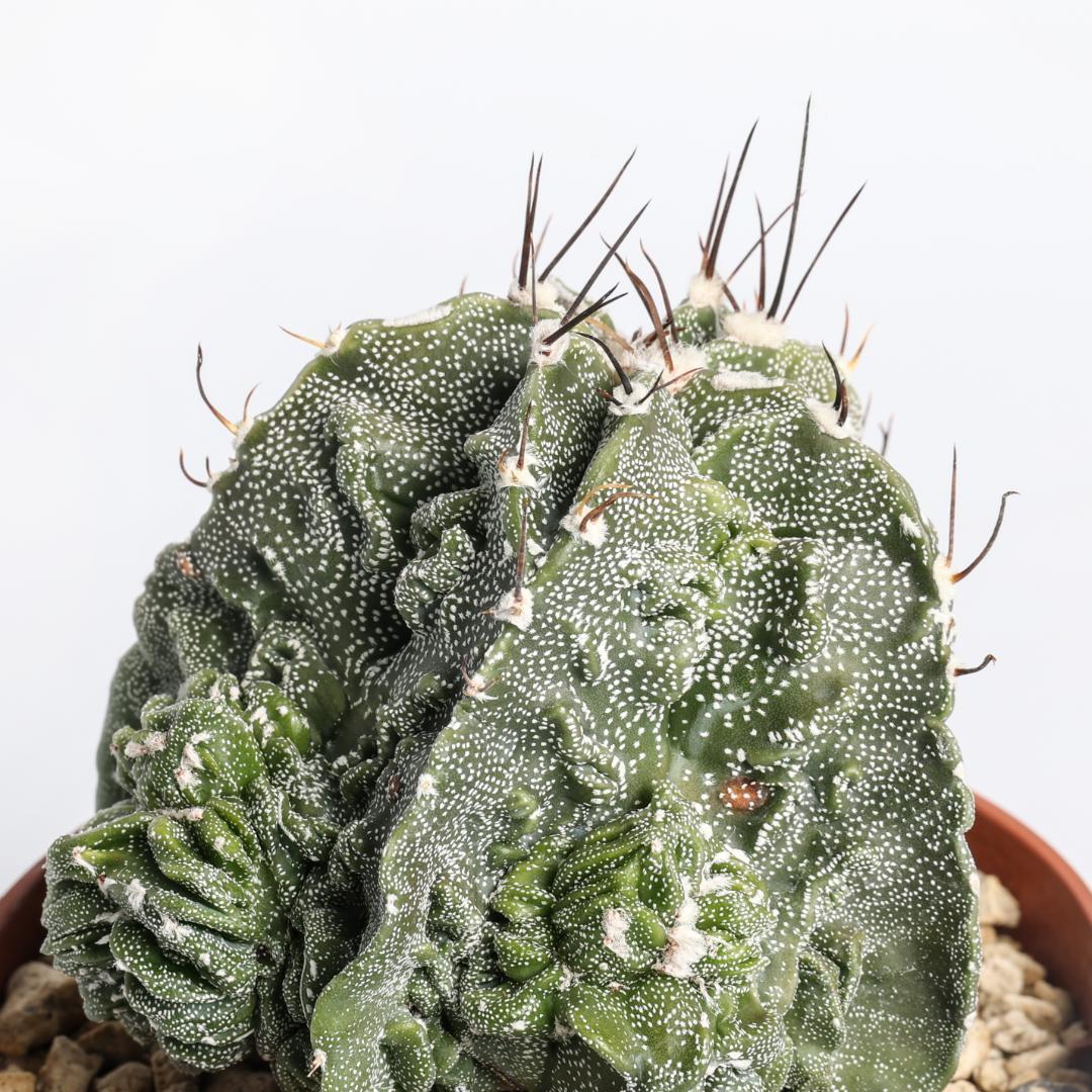 Astrophytum ornatum fukuryu hybrid Ø 10,5 cm