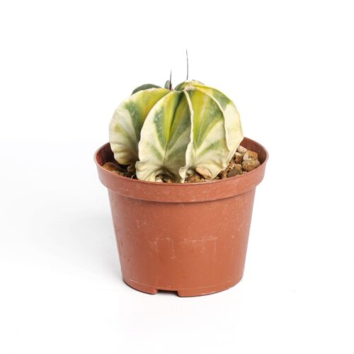 Astrophytum capricorne variegato Ø 10,5 cm