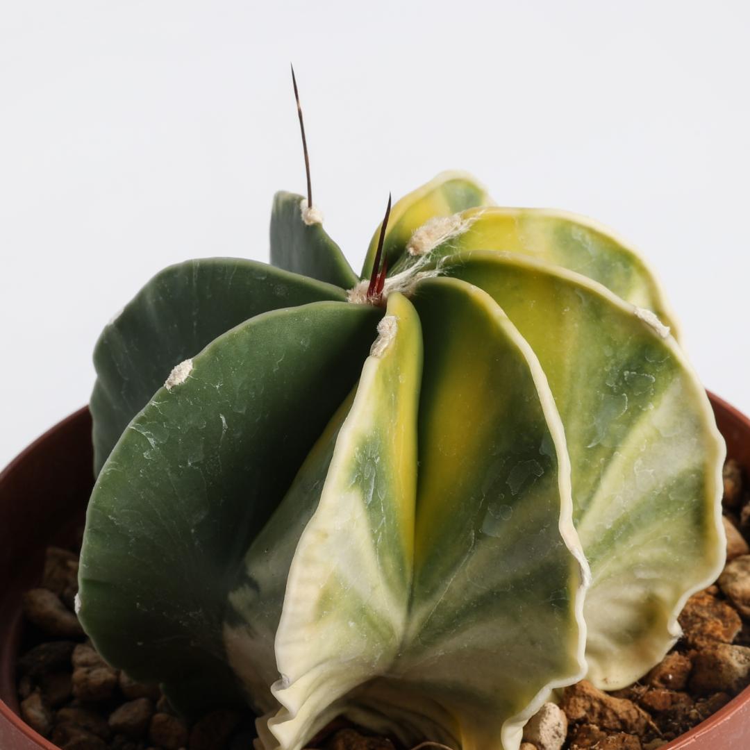 Astrophytum capricorne variegato Ø 10,5 cm