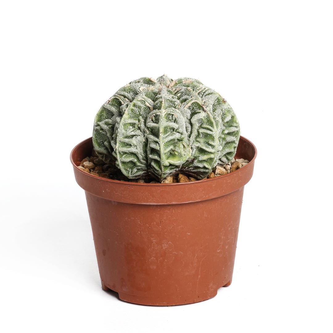 Astrophytum myriostigma fukuryu hybrid Ø 10,5 cm