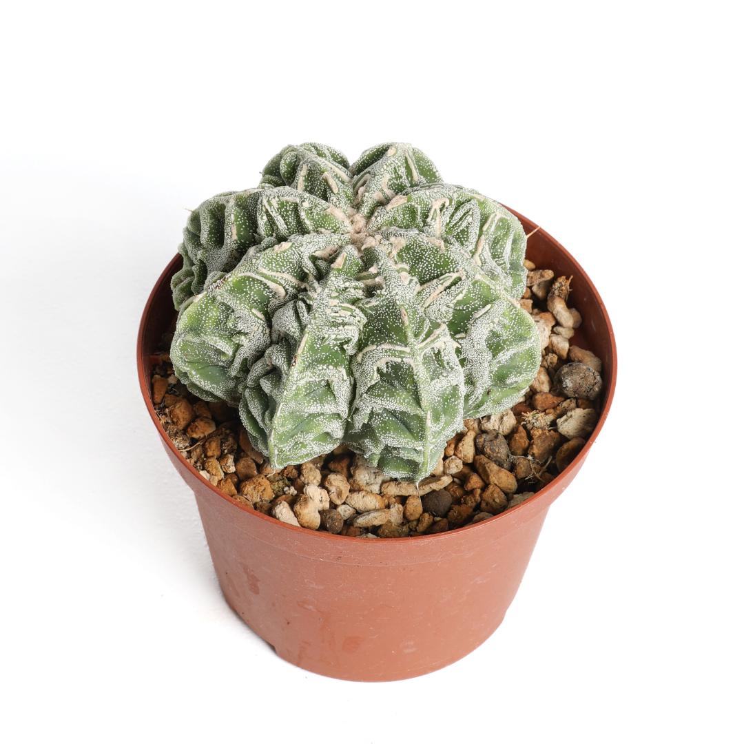 Astrophytum myriostigma fukuryu hybrid Ø 10,5 cm