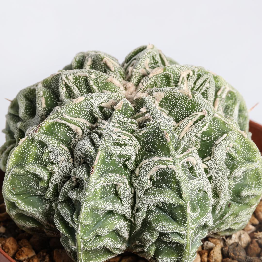 Astrophytum myriostigma fukuryu hybrid Ø 10,5 cm