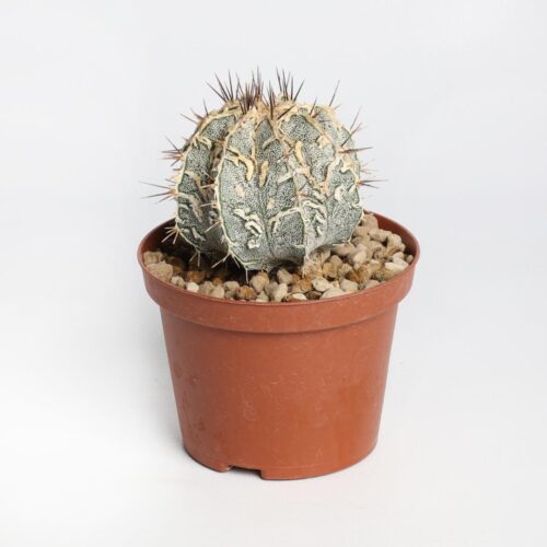 Astrophytum ornatum fukuryu hybrid Ø 10,5 cm
