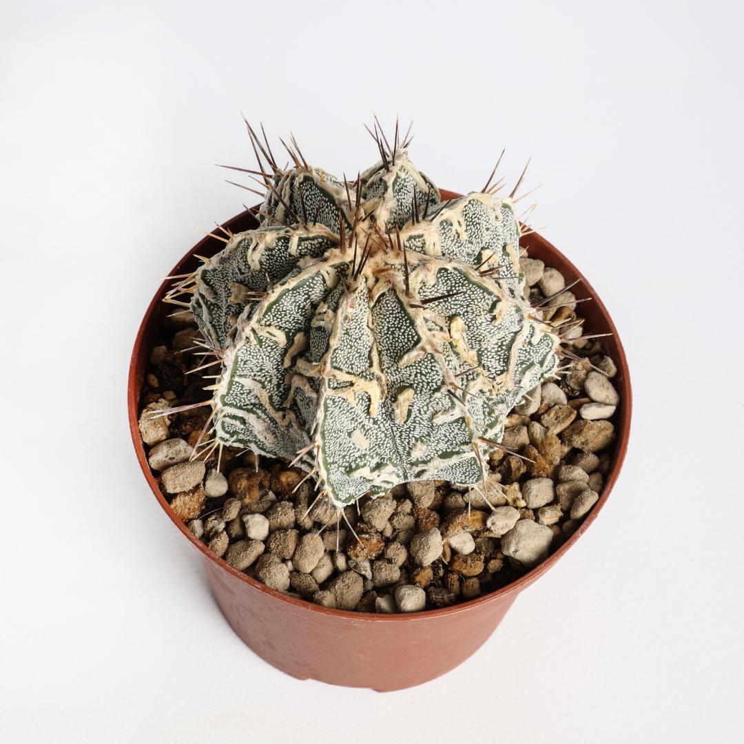 Astrophytum ornatum fukuryu hybrid Ø 10,5 cm