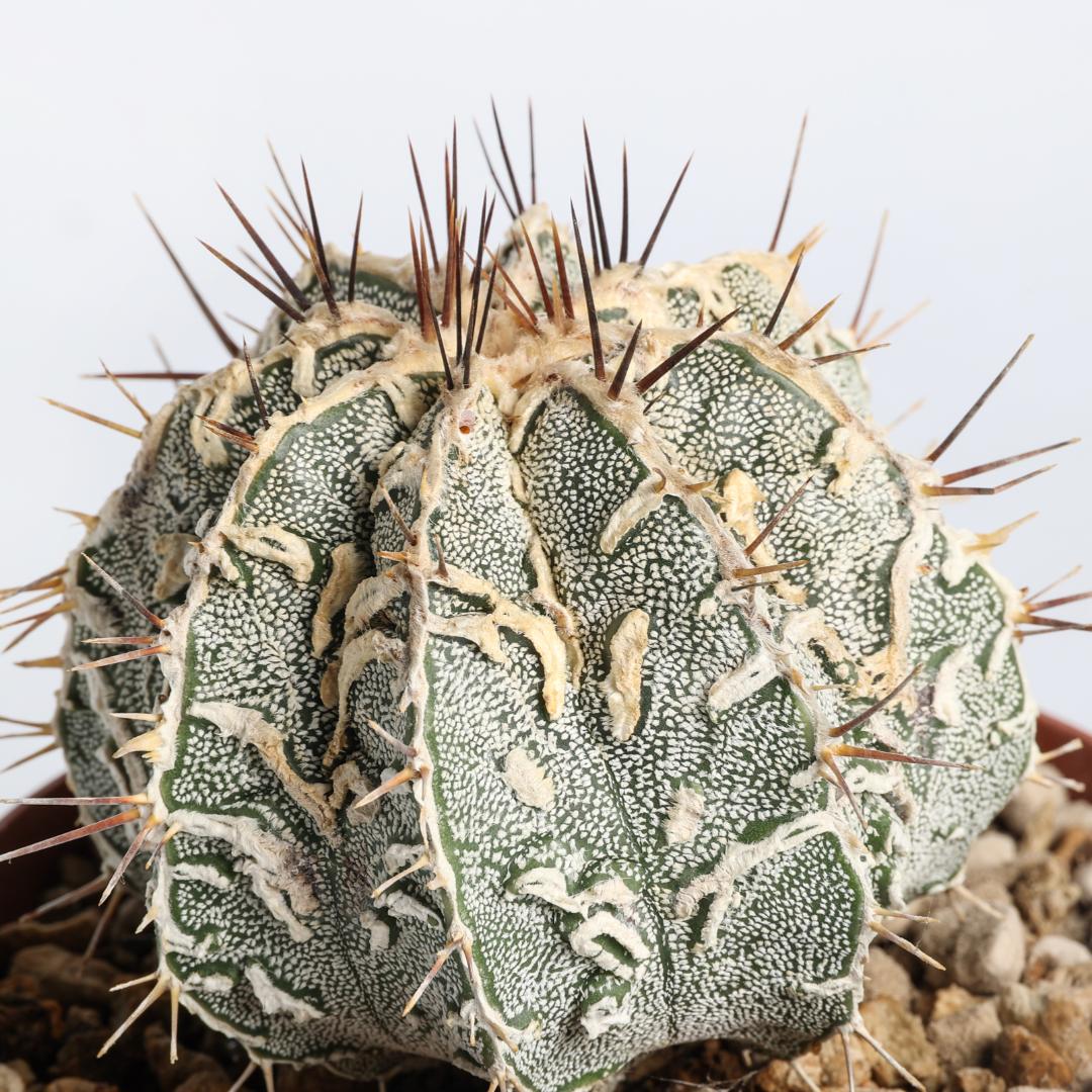 Astrophytum ornatum fukuryu hybrid Ø 10,5 cm