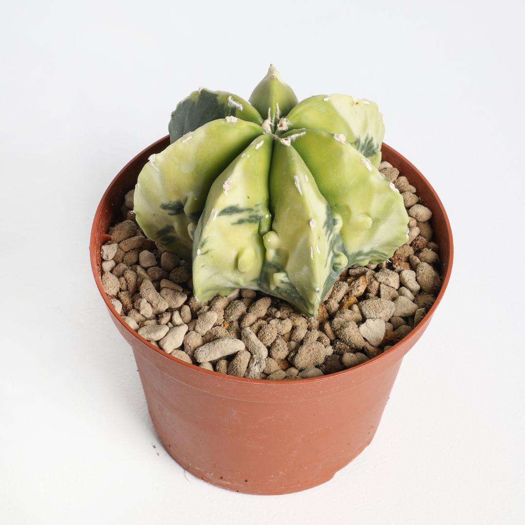 Astrophytum myriostigma nudum fukuryu variegato hybrid Ø 10,5 cm