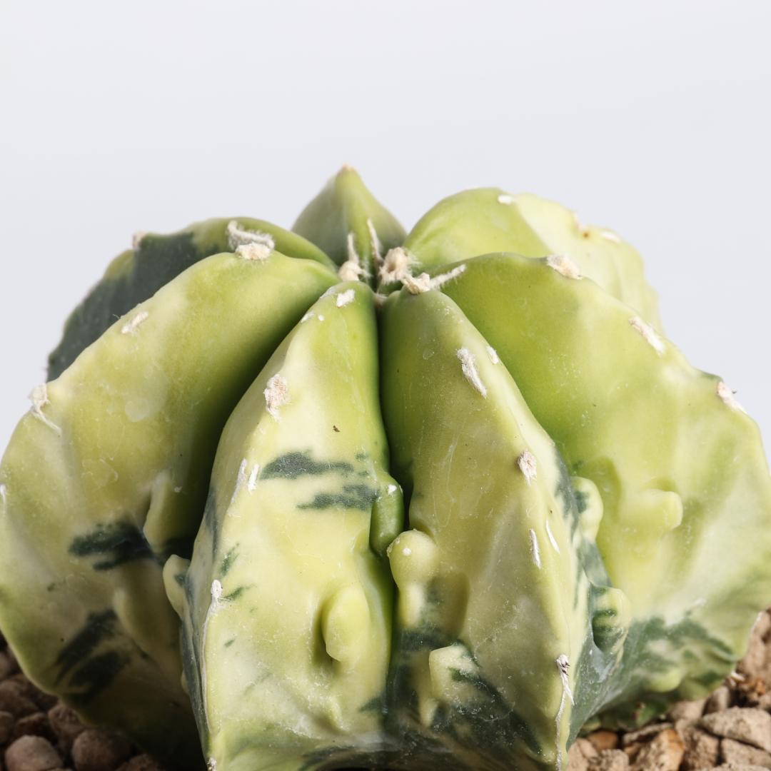 Astrophytum myriostigma nudum fukuryu variegato hybrid Ø 10,5 cm