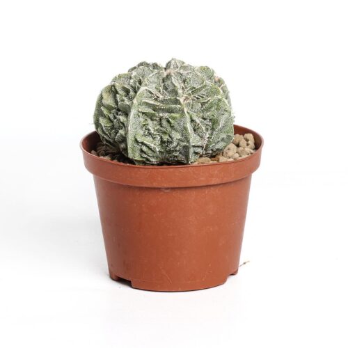 Astrophytum myriostigma fukuryu hybrid Ø 10,5 cm