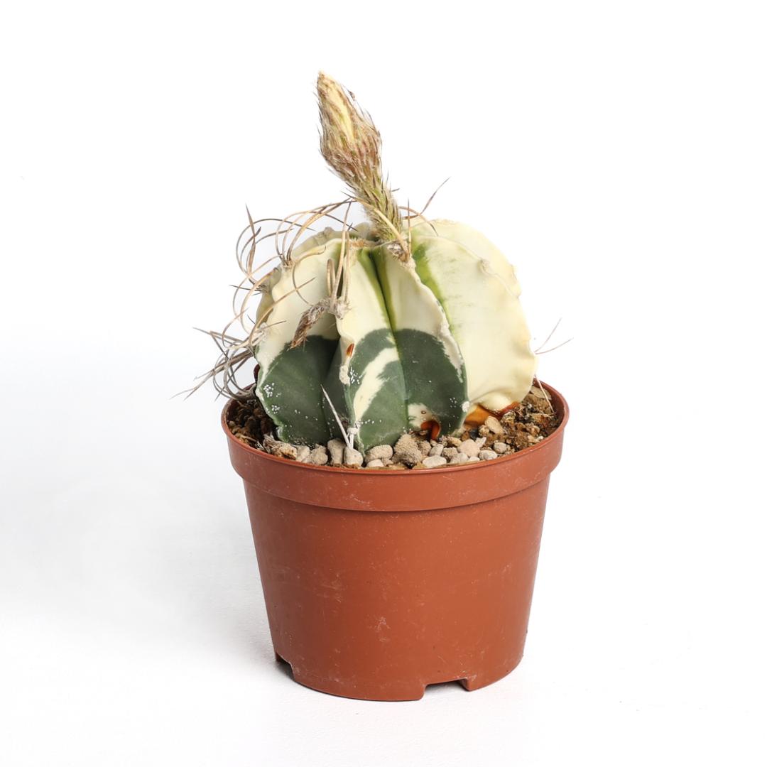 Astrophytum capricorne variegato Ø 10,5 cm