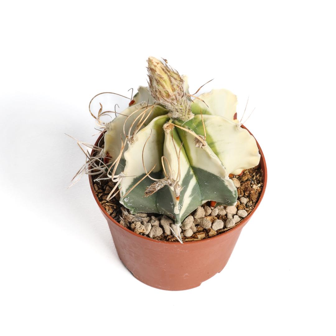 Astrophytum capricorne variegato Ø 10,5 cm