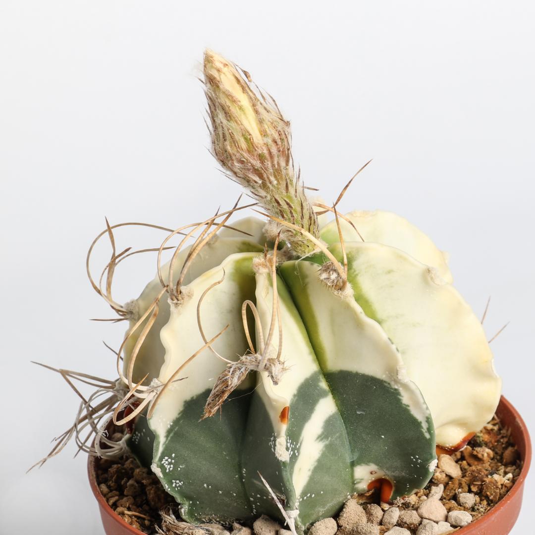 Astrophytum capricorne variegato Ø 10,5 cm