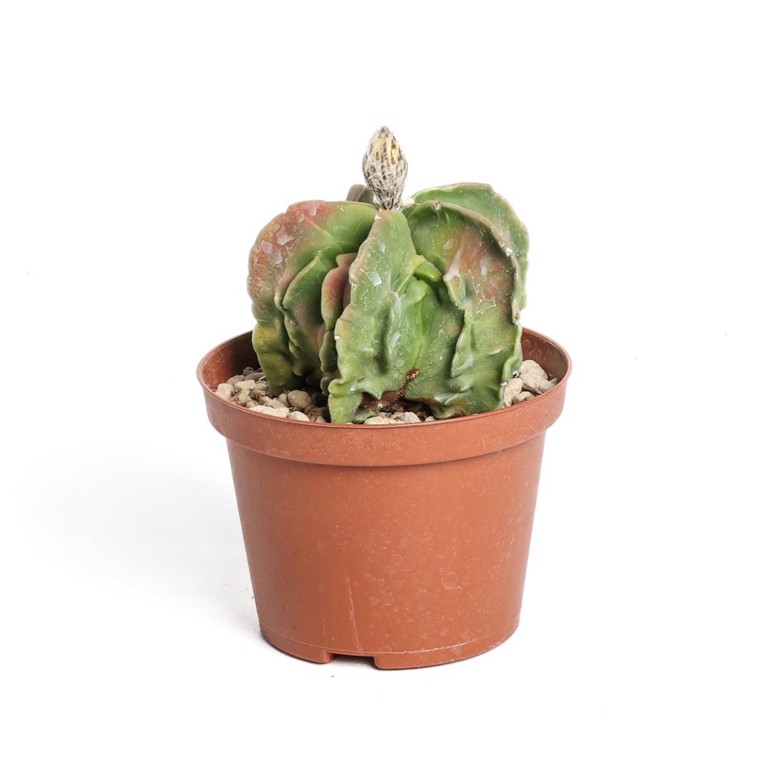 Astrophytum myriostigma fukuryu nudum variegato hybrid Ø 10,5 cm