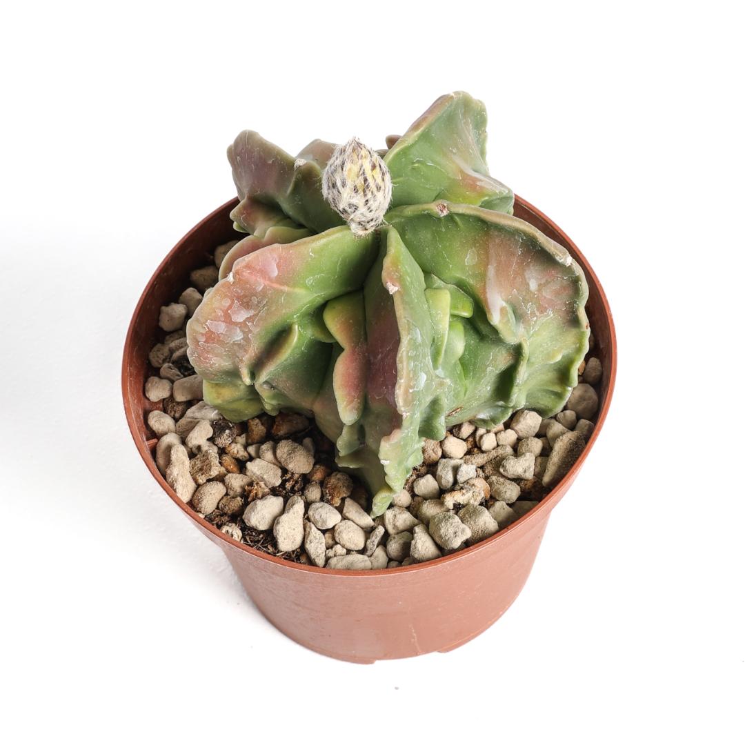 Astrophytum myriostigma fukuryu nudum variegato hybrid Ø 10,5 cm