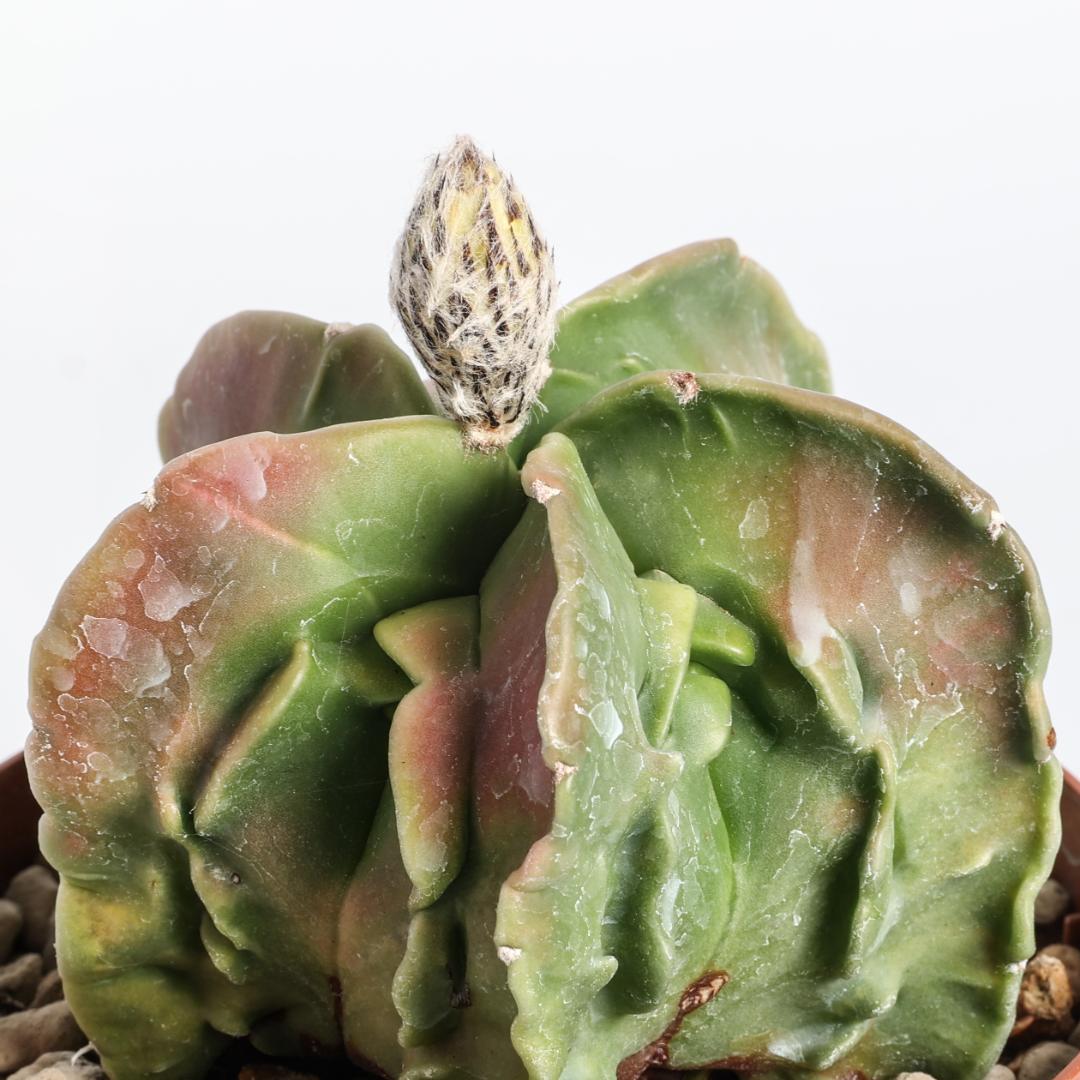 Astrophytum myriostigma fukuryu nudum variegato hybrid Ø 10,5 cm
