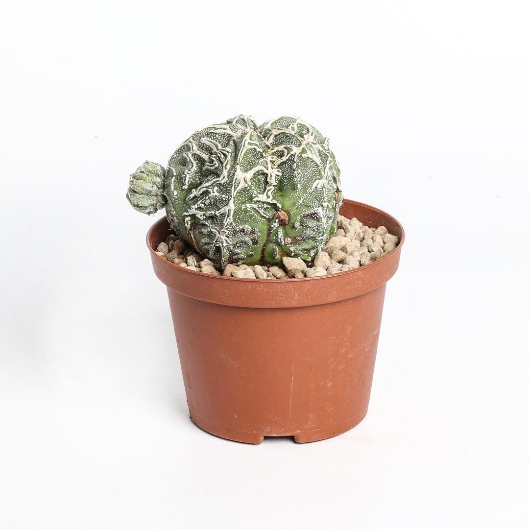 Astrophytum myriostigma fukuryu haku-jo hybrid Ø 10,5 cm