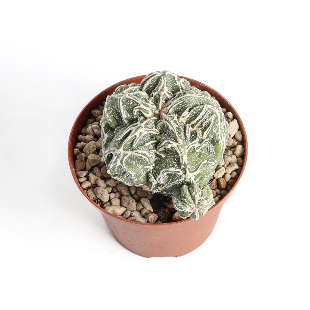 Astrophytum myriostigma fukuryu haku-jo hybrid Ø 10,5 cm