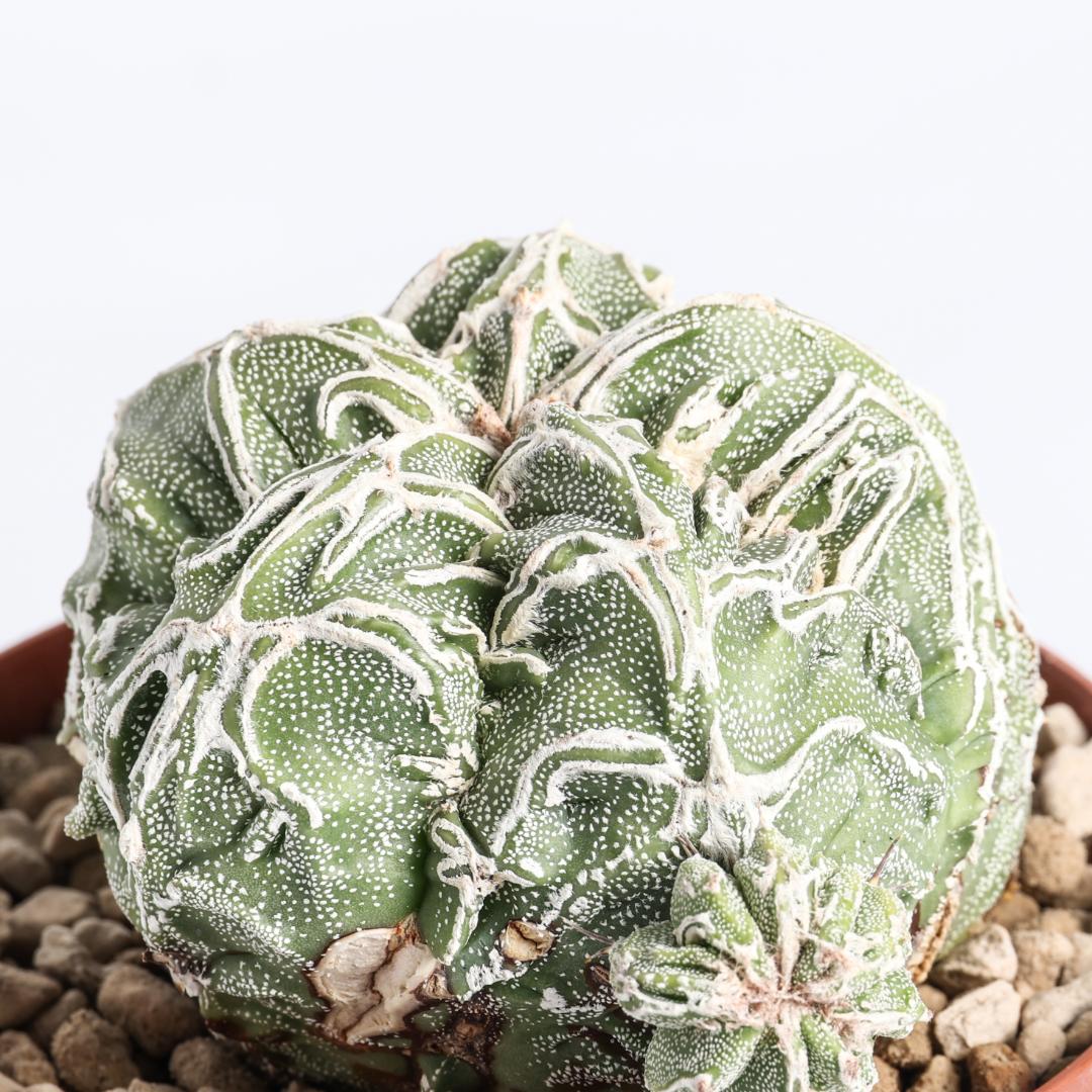 Astrophytum myriostigma fukuryu haku-jo hybrid Ø 10,5 cm