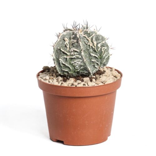 Astrophytum ornatum fukuryu haku-jo hybrid Ø 10,5 cm