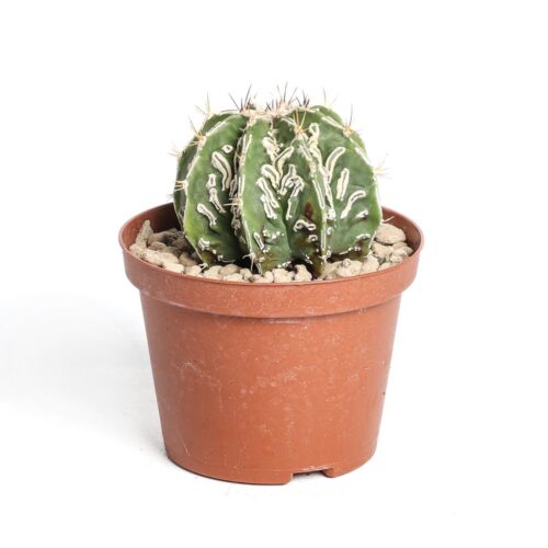Astrophytum ornatum fukuryu haku-jo hybrid Ø 10,5 cm